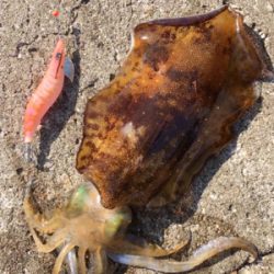 アオリ・コウイカ共 良型！