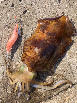 アオリ・コウイカ共 良型！