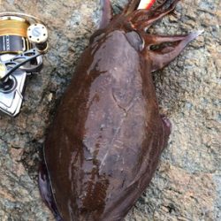 紋甲イカは朝まずめが熱い♪GUNNING-STYLE