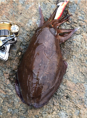 紋甲イカは朝まずめが熱い♪GUNNING-STYLE