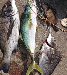 ベイト大量！ハマチ回遊あり！