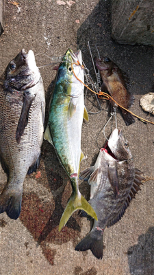 ベイト大量！ハマチ回遊あり！