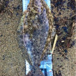 日本海ヒラメシーズン開幕!サーフで4枚キャッチ!