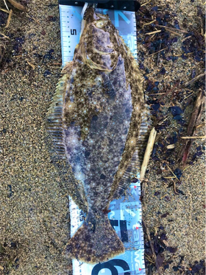 日本海ヒラメシーズン開幕！サーフで4枚キャッチ！