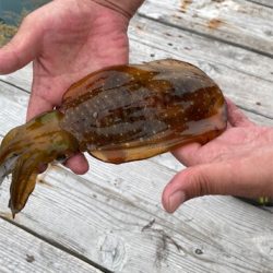 春のラストアオリ