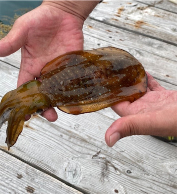 春のラストアオリ