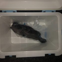 クロソイ　！！