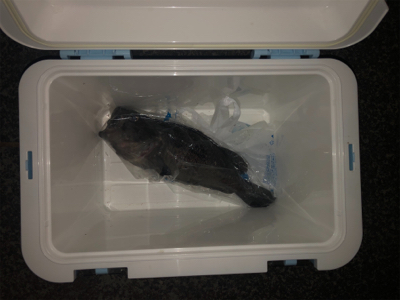 クロソイ　！！