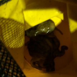 今年初のタコ釣り