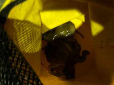 今年初のタコ釣り