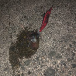 Newロッド墨付け