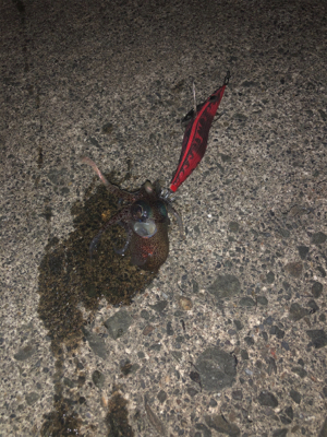 Newロッド墨付け