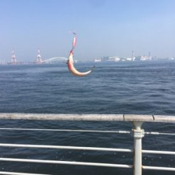 ウルトラライトショアジギング。。。