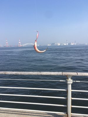 ウルトラライトショアジギング。。。