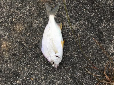 キスちょい投げ