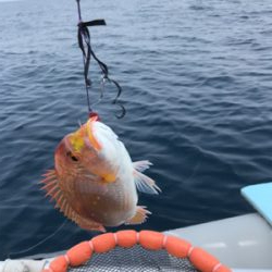 マイボートでタイラバ釣行