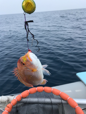マイボートでタイラバ釣行