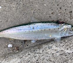 ガシラサバマイワシ祭り^_^