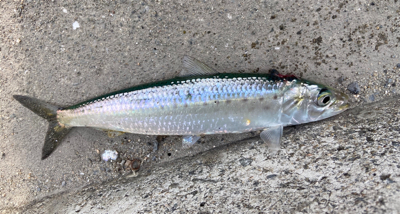 ガシラサバマイワシ祭り^_^