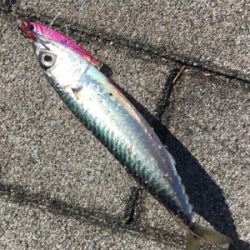 豆サバすらも。。。ULSJで何とか(涙)