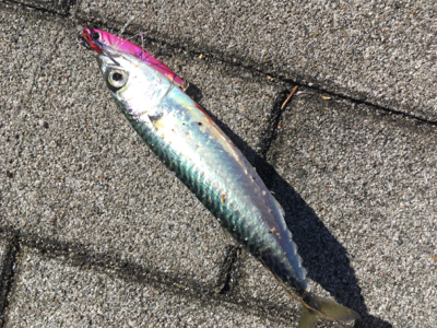 豆サバすらも。。。ULSJで何とか(涙)