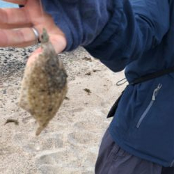 砂浜でキス釣り