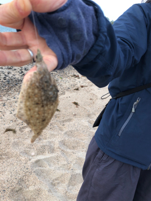 砂浜でキス釣り