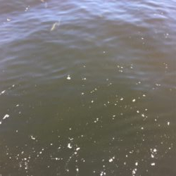 とうとう豆サバも渋く。。。