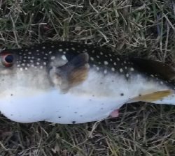 メバリング1835〜1925