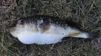 メバリング1835〜1925