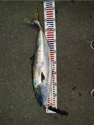 鳥山ドッサリ夕まずめ