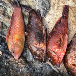 梅雨入り前のボート釣り