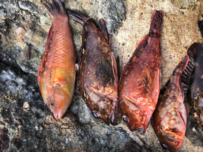 梅雨入り前のボート釣り