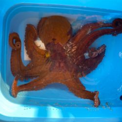 ステイゴールド　タコ　　