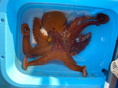 ステイゴールド　タコ　　