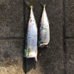 もはや逆にサバング堪能♪