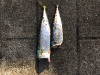 もはや逆にサバング堪能♪