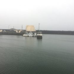 大雨の中のダツ85センチ