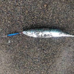 北海道　シーバス　レア