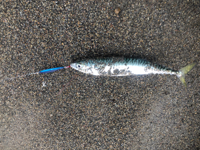 北海道　シーバス　レア