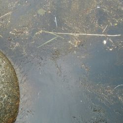 春アオリ釣れました！