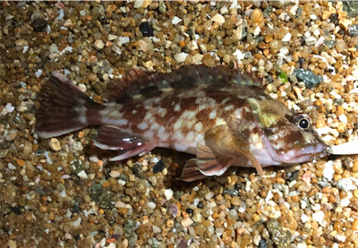 ロックプラッキング