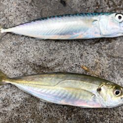 暗いうちから、、