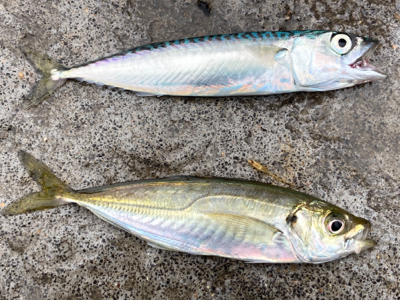 暗いうちから、、