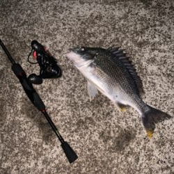 まさかまさかのチニング