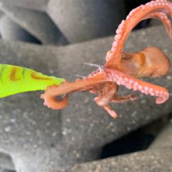 タコ、プチ爆。