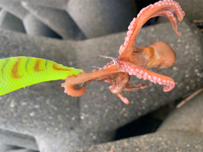 タコ、プチ爆。