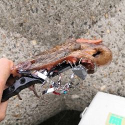 タコシーズンです