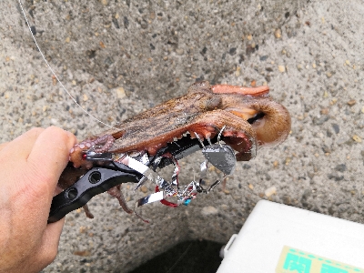 タコシーズンです