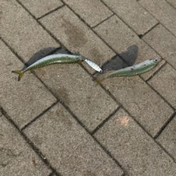 小サバに成長しつつ、タコはそろそろ♪